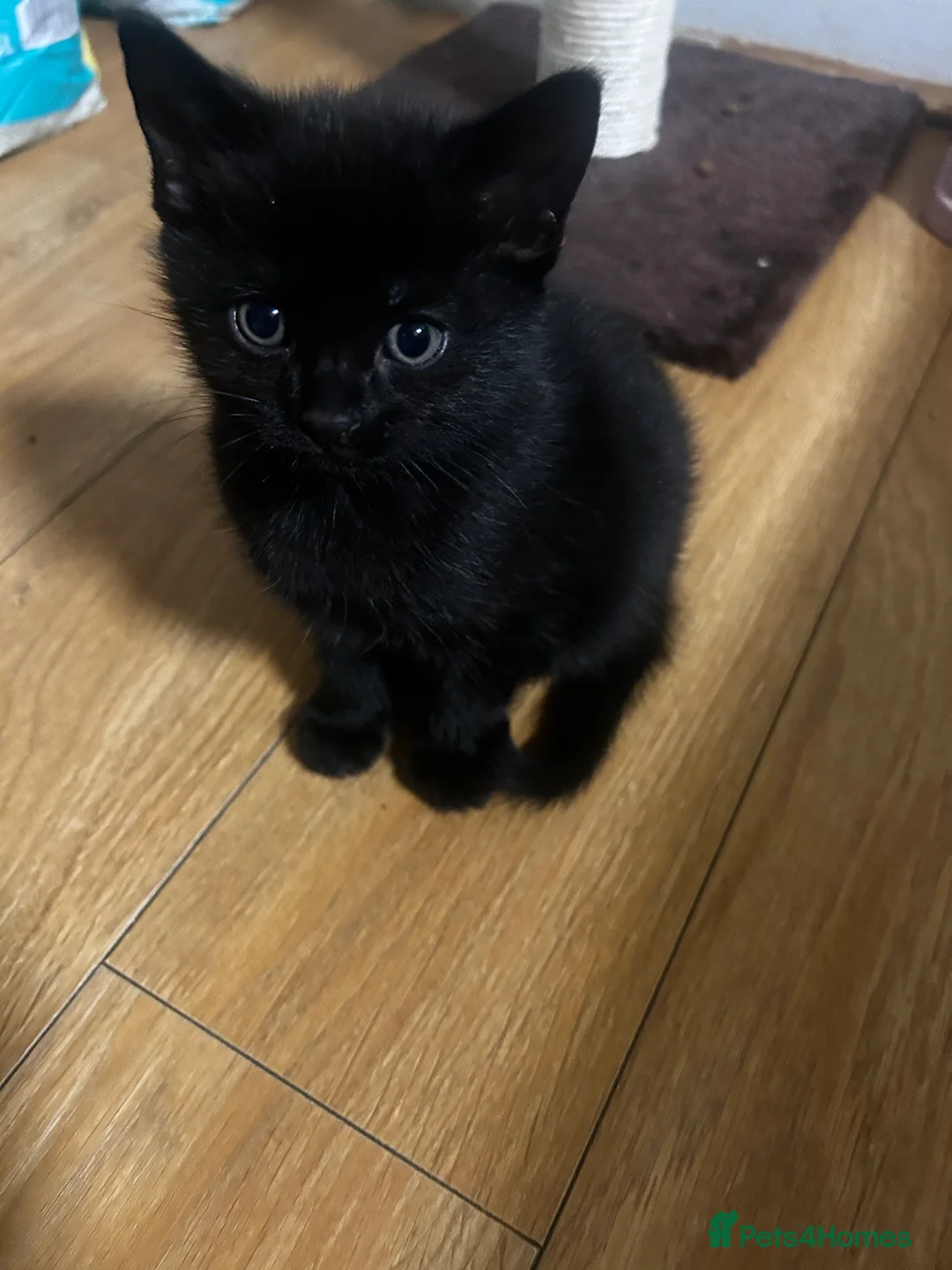 Mixed Breed cats for sale: 2 beautiful kittens for sale £120 each  - Advert 6