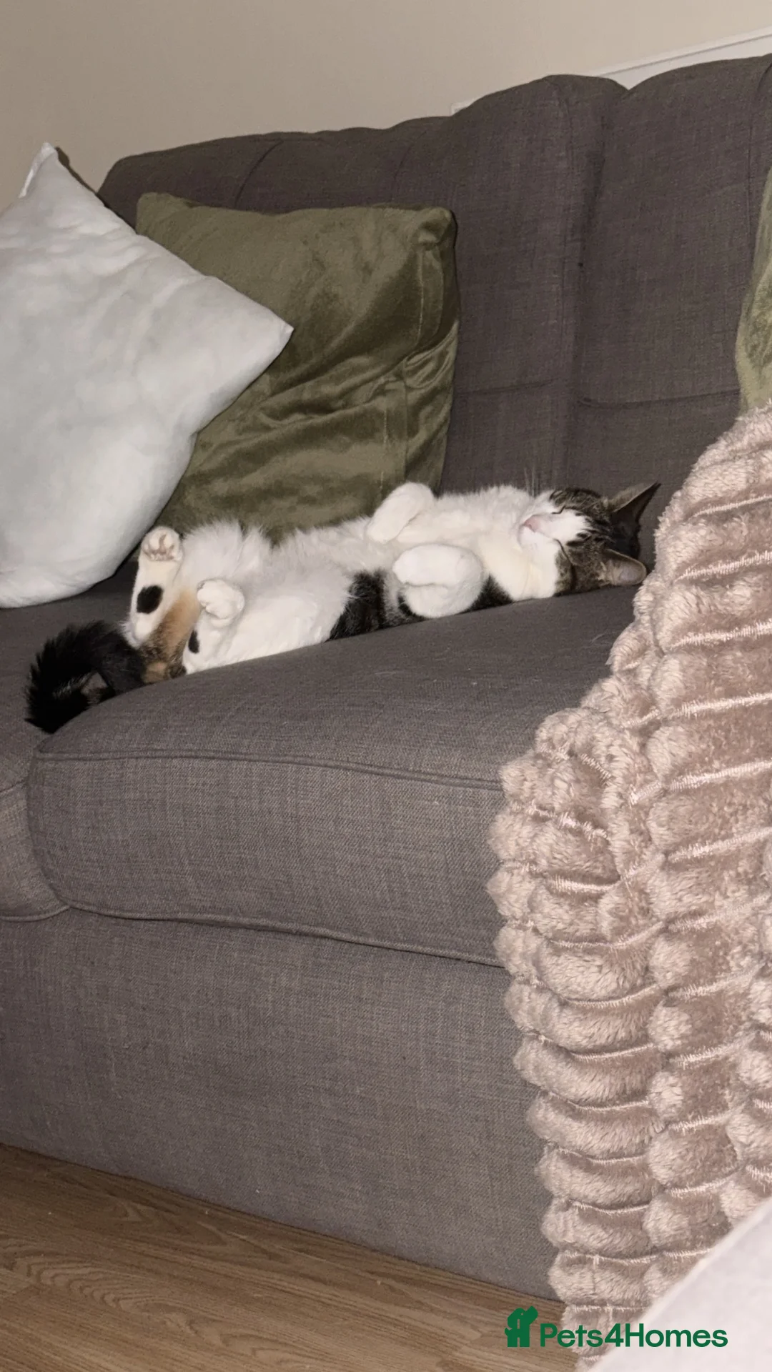 British Shorthair cats for sale: Dolly  - Advert 5