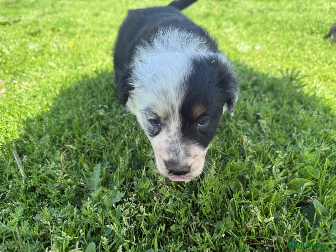 Border Collie dogs for sale: Border Collie Puppies  - Image 9