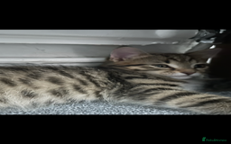Mixed Breed cats for sale: REDUCED & READY NOW BSH x Tabby kittens  - Image 32