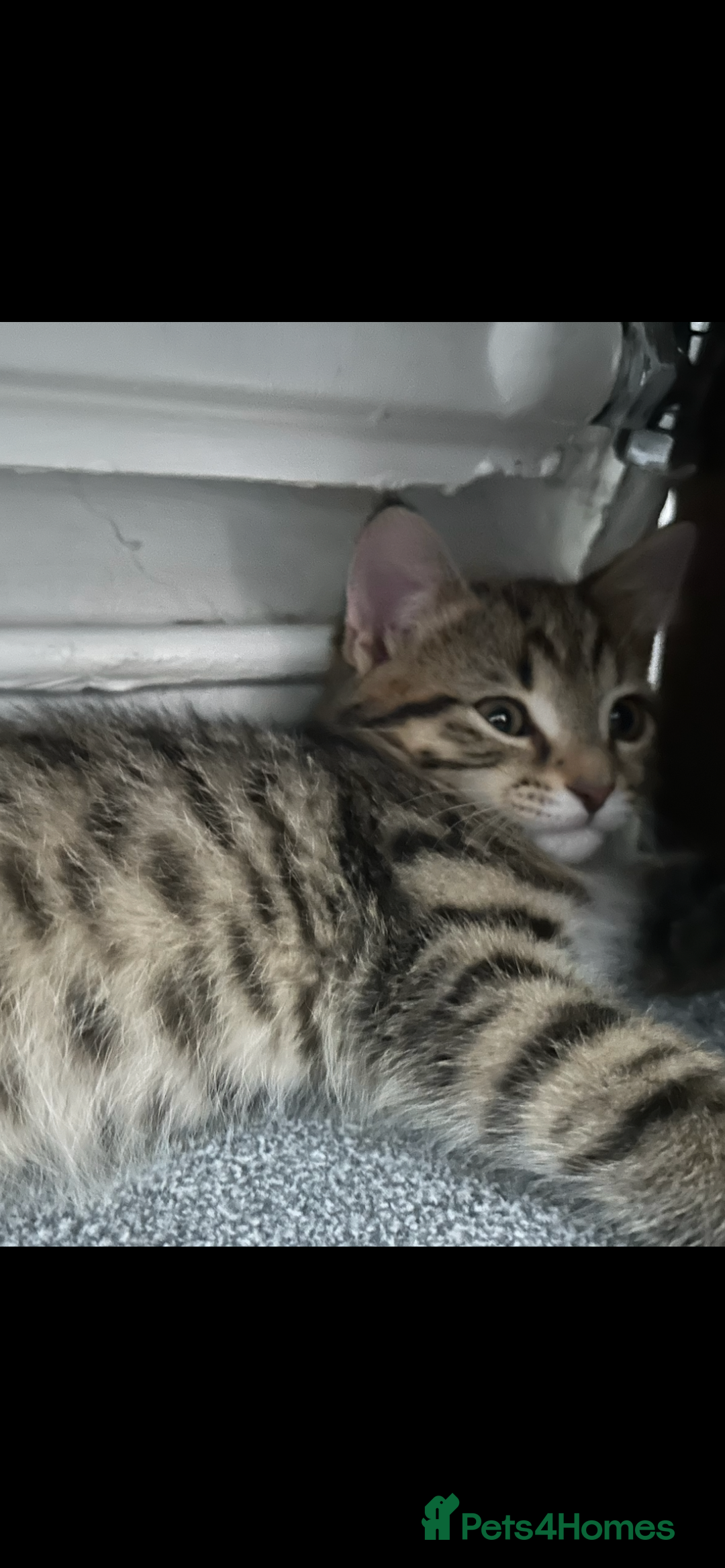 Mixed Breed cats for sale: REDUCED & READY NOW BSH x Tabby kittens  - Image 32