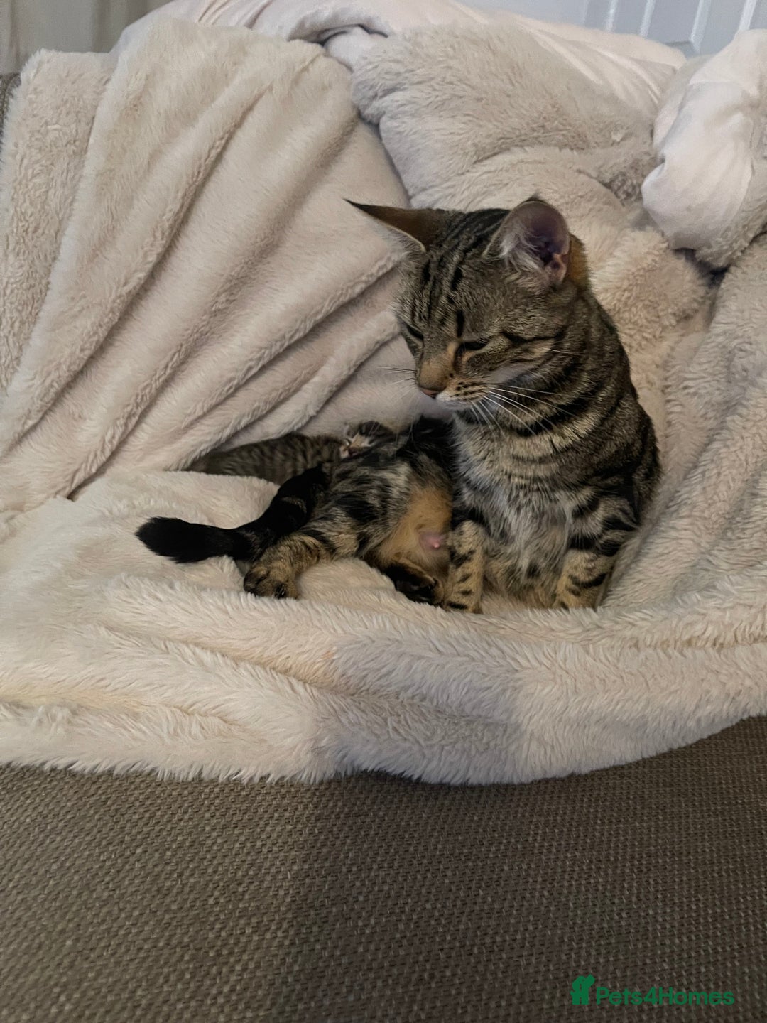 Mixed Breed cats for sale: Gorgeous tabby kittens - Advert 3
