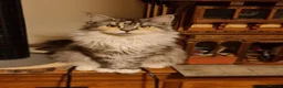 Maine Coon cats for sale: Beautiful TICA registered Maine Coon kittens in Darlington - Advert 16