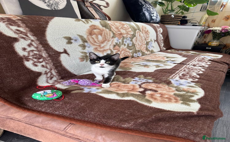 Domestic Shorthair cats - Advert 2