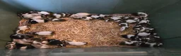 Mouse rodents for sale: Lovely mice  - Advert 2