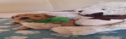 Cavapoochon dogs for sale: Gorgeous Health tested F1 Cavapoochon pups - Advert 7