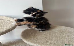 Mixed Breed cats for sale: Beautiful kittens looking for their forever homes - Image 6