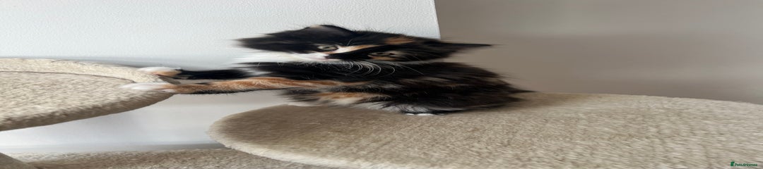 Tortoise Shell