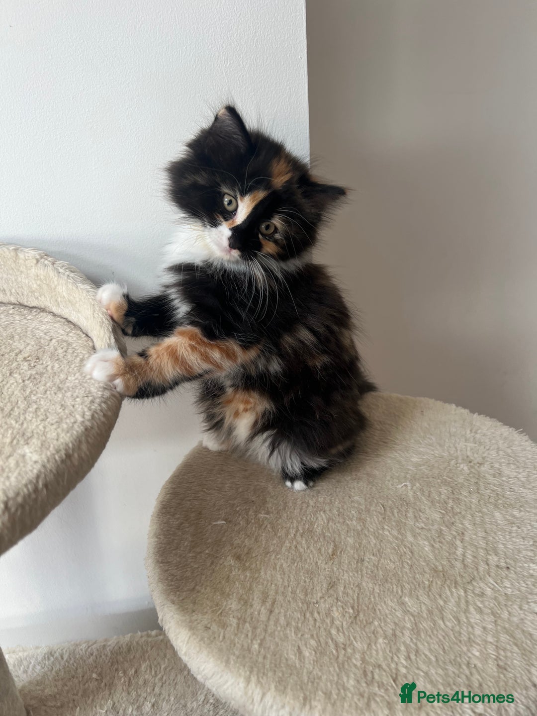 Mixed Breed cats for sale: Beautiful kittens looking for their forever homes - Image 6