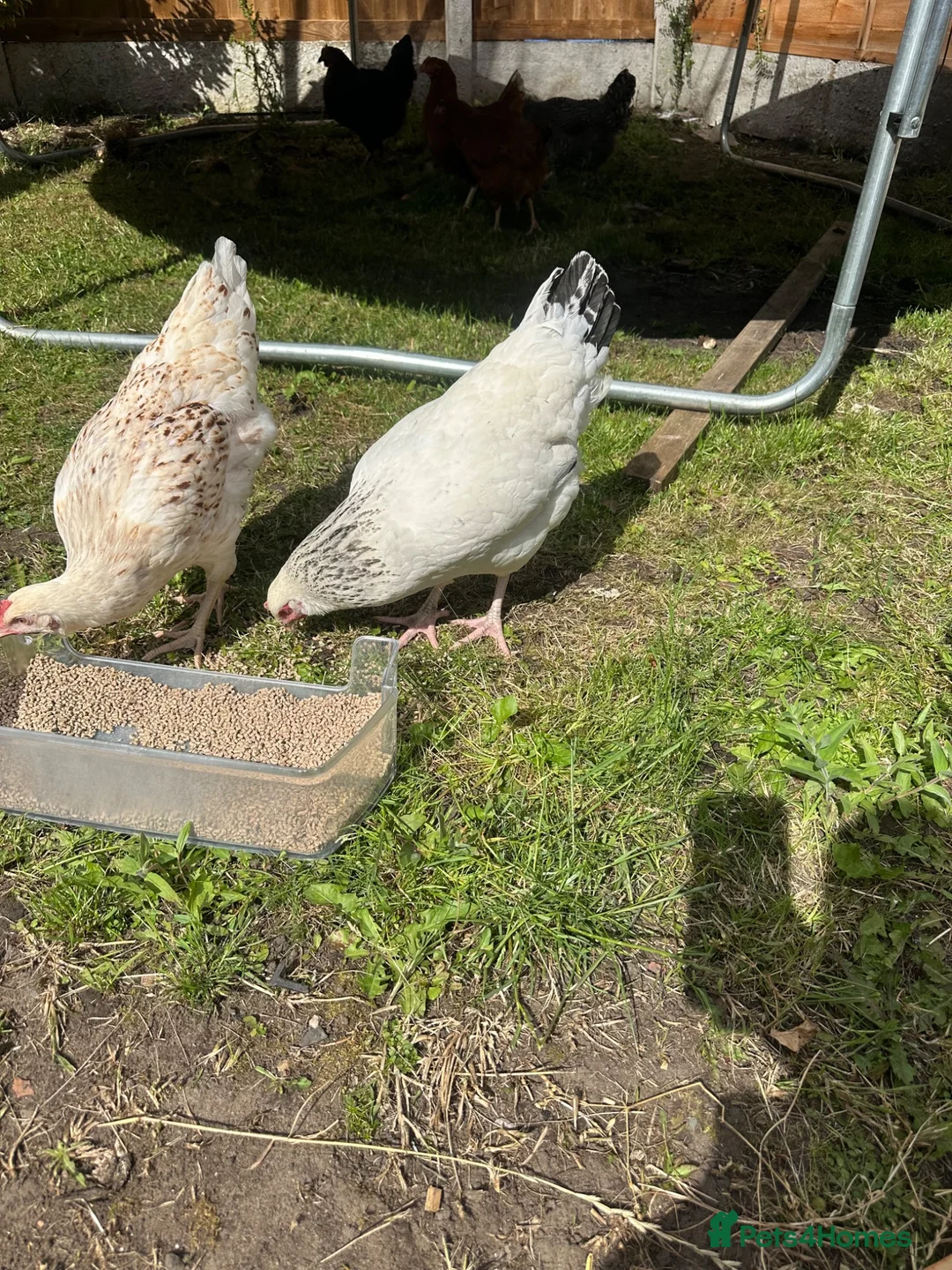 Hens poultry for sale: Hybrid lying eggs hens  - Advert 1
