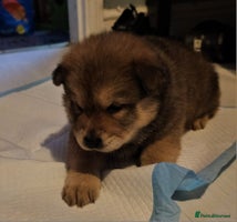 Mixed Breed dogs - Advert 2