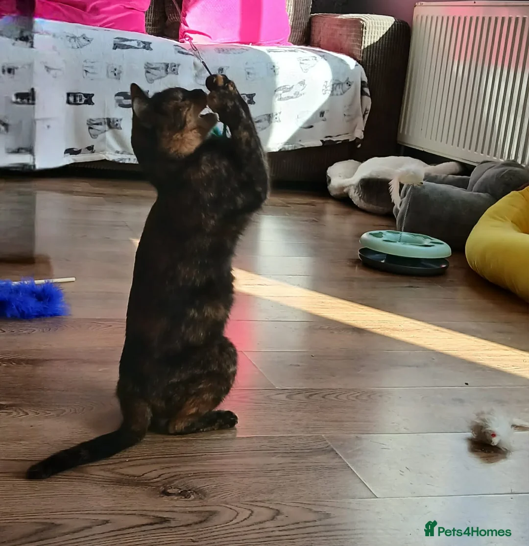 Mixed Breed cats for adoption: Mars for adoption - Advert 2