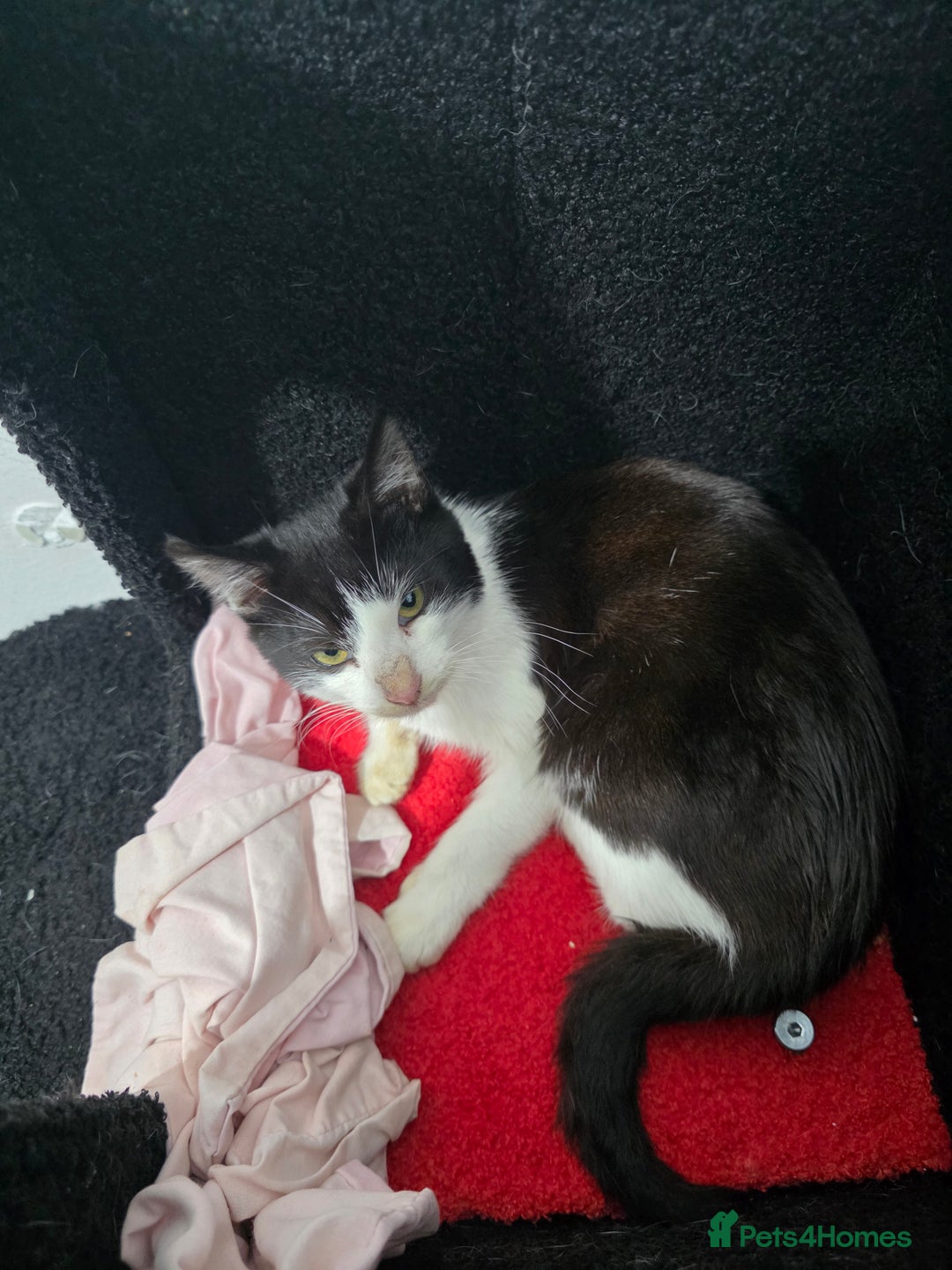 Mixed Breed cats for sale: 2 male kittens £40 for both  - Advert 4