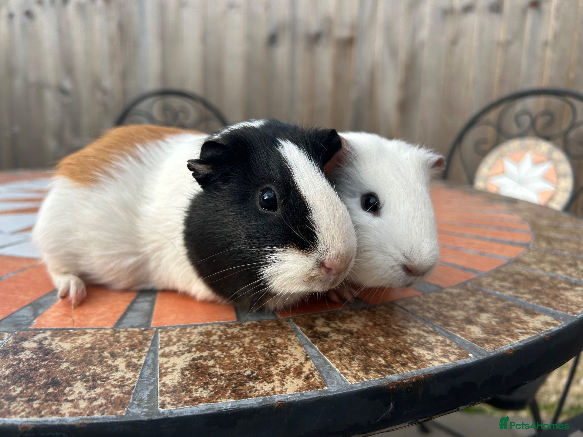 Guinea Pig rodents Two female guinea pigs  - Advert 1