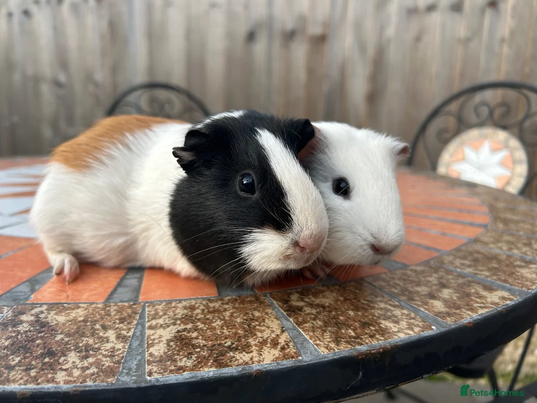 Guinea Pig rodents for sale: Two female guinea pigs  in Cheddar - Advert 1