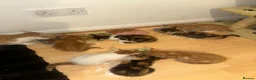 Mixed Breed cats for sale: Adorable Kittens Looking for Their Forever Homes🐾 - Advert 10