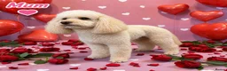 Mixed Breed dogs for sale: Adorable Bichon × Cockapoo Puppies - Only 3 Left! - Advert 3