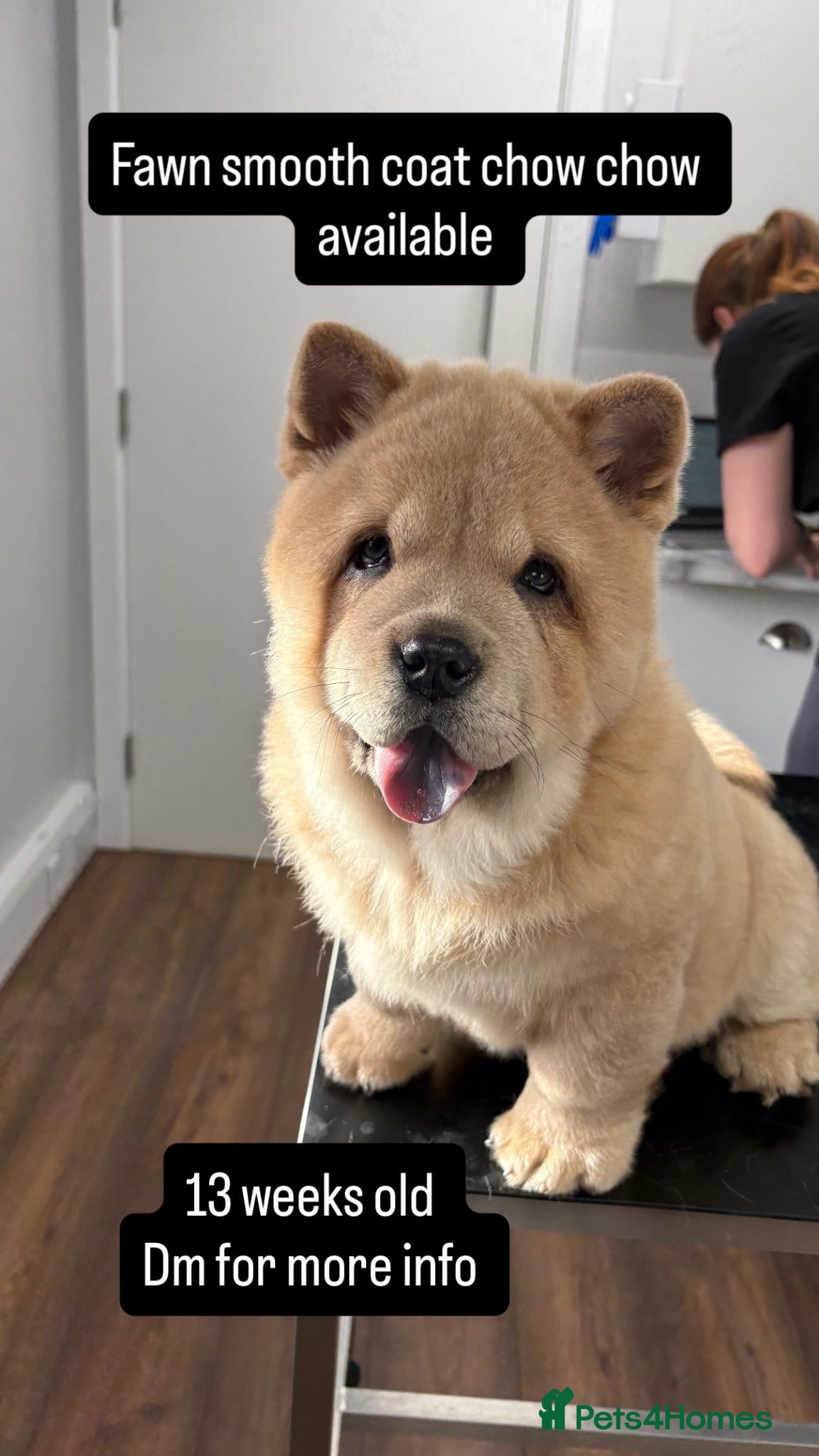 Chow Chow dogs Female fawn smooth coat chow chow  - Advert 4