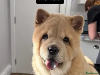 Chow Chow dogs Female fawn smooth coat chow chow - Advert 4