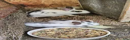 Dutch rabbits for sale: They are so cute 😍 and soft  - Advert 26