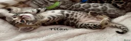 Bengal cats for sale: 🎬 Little Leopard Diaries | TICA BENGAL KITTENS 💎 - Advert 9