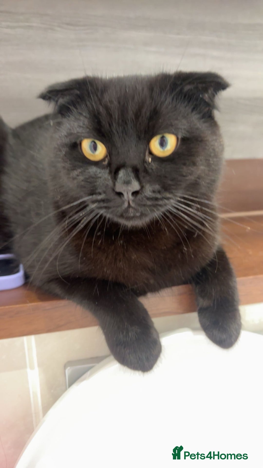Scottish Fold cats for sale: Oriental shorthair x Scottish fold - Image 8