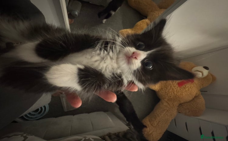Mixed Breed cats in London - Advert 12