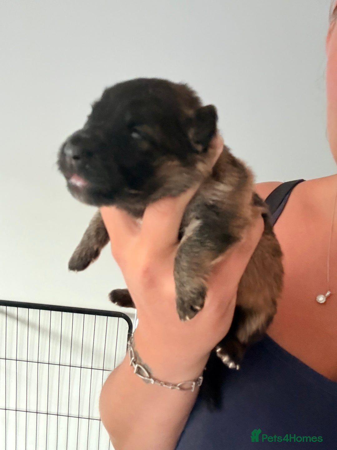 German Shepherd dogs for sale: 5 health tested kc reg German shepherd pups - Image 10