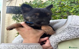German Shepherd dogs for sale: Beautiful German Shepherd Puppies from Loving Home - Image 7