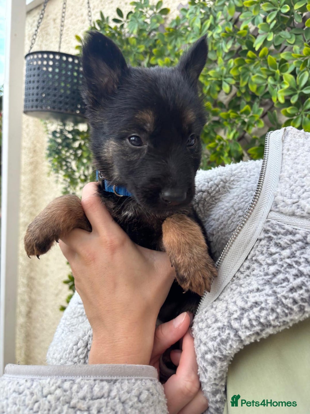 German Shepherd dogs for sale: Beautiful German Shepherd Puppies from Loving Home - Image 7