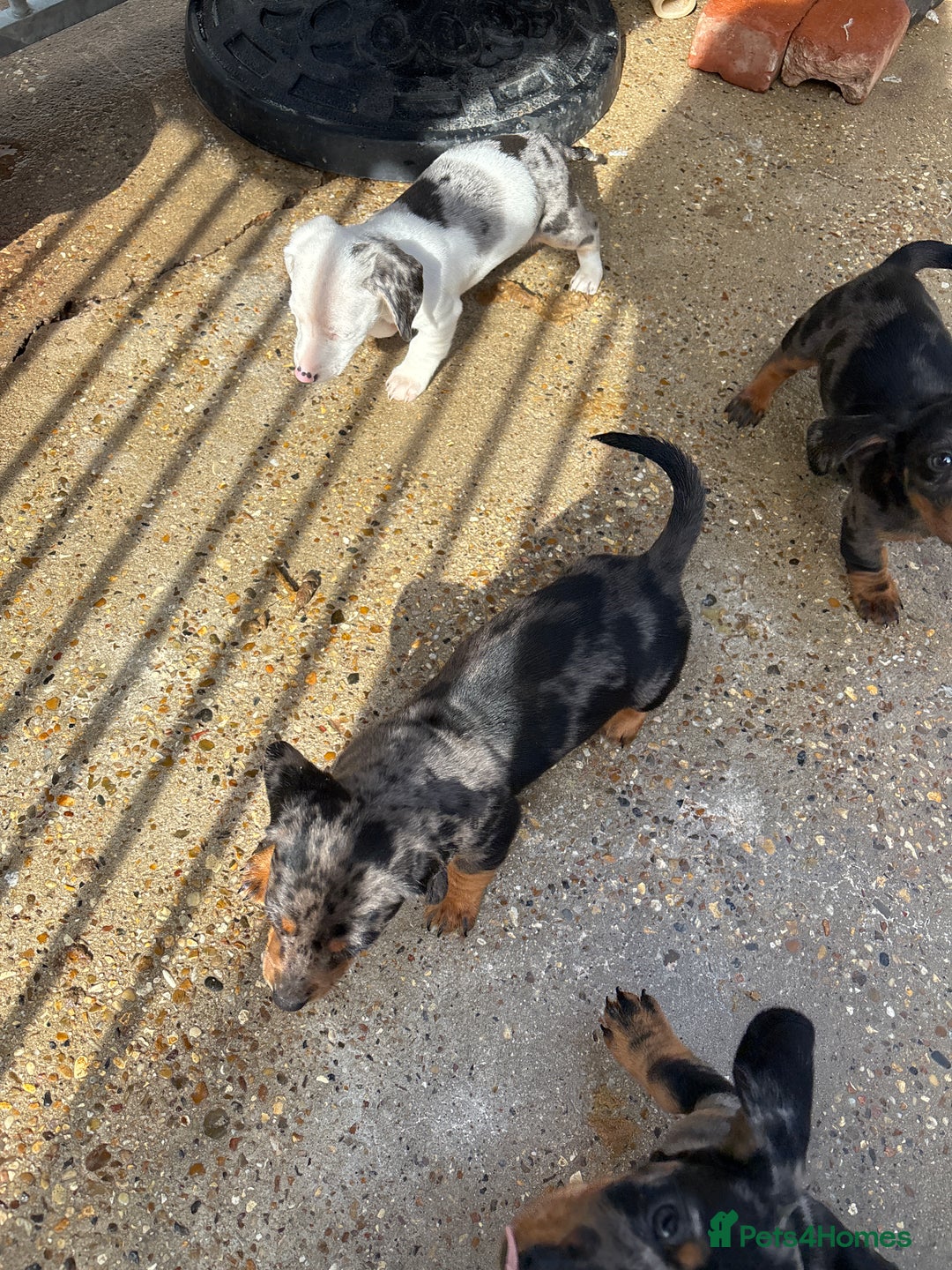 Dachshund dogs for sale: Datchound puppies  - Image 5