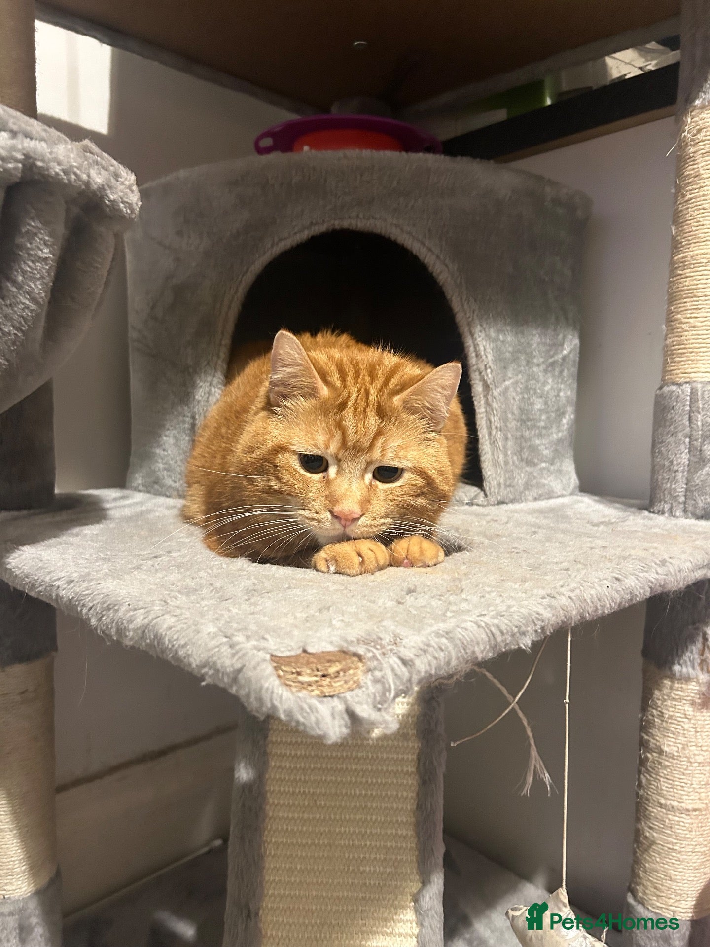 Domestic Shorthair cats for sale: Domestic shorthair  - Advert 5