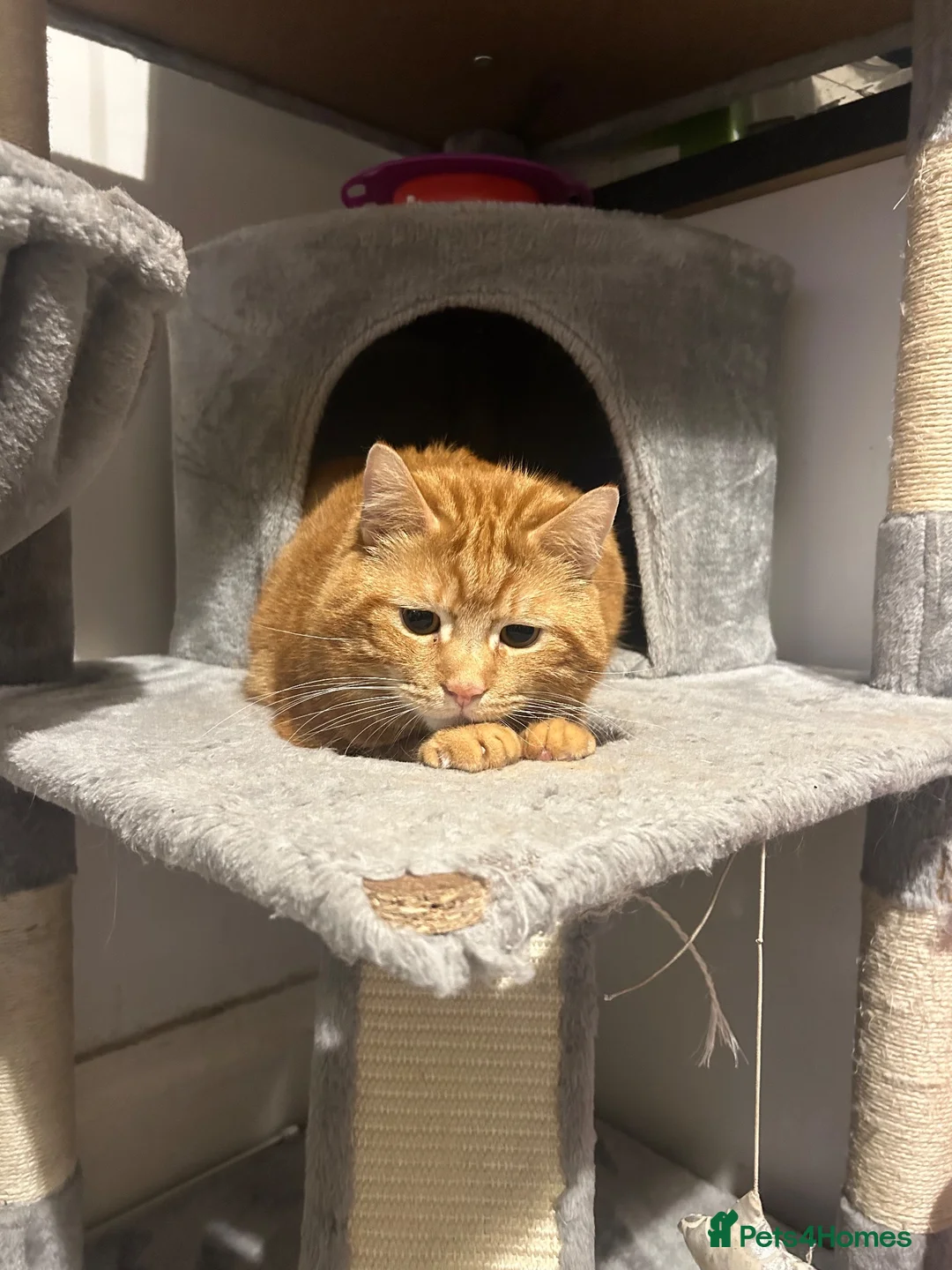 Domestic Shorthair cats for sale: Domestic shorthair  in Leeds - Advert 1