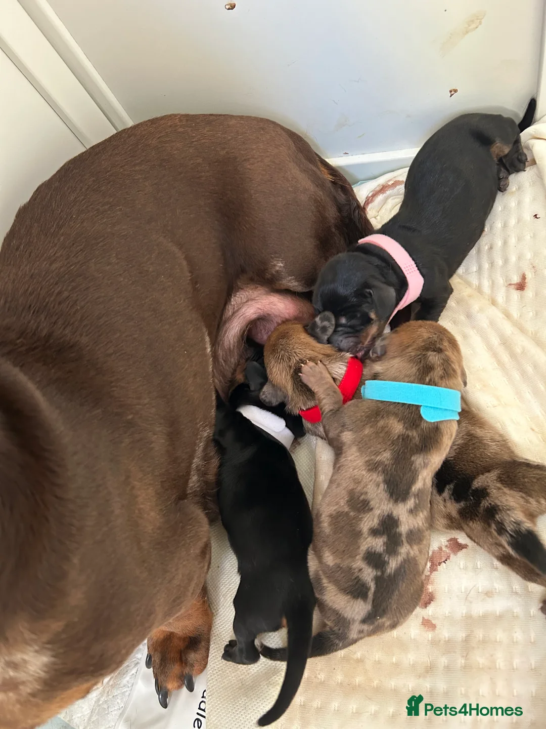 Miniature Dachshund dogs for sale: KC Registered Smooth Haired Mini Dachshund Puppies - Advert 2