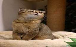Scottish Fold cats for sale: Ready TICA reg stunning kittens available  - Image 30