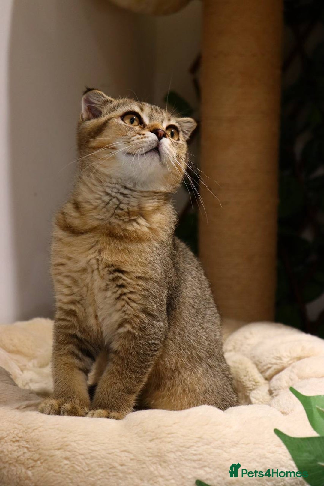 Scottish Fold cats for sale: Ready TICA reg stunning kittens available  - Image 30