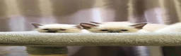 Siamese cats for sale: Fluffy Siamese x Ragdoll Kittens – Blue Eyes - Advert 9