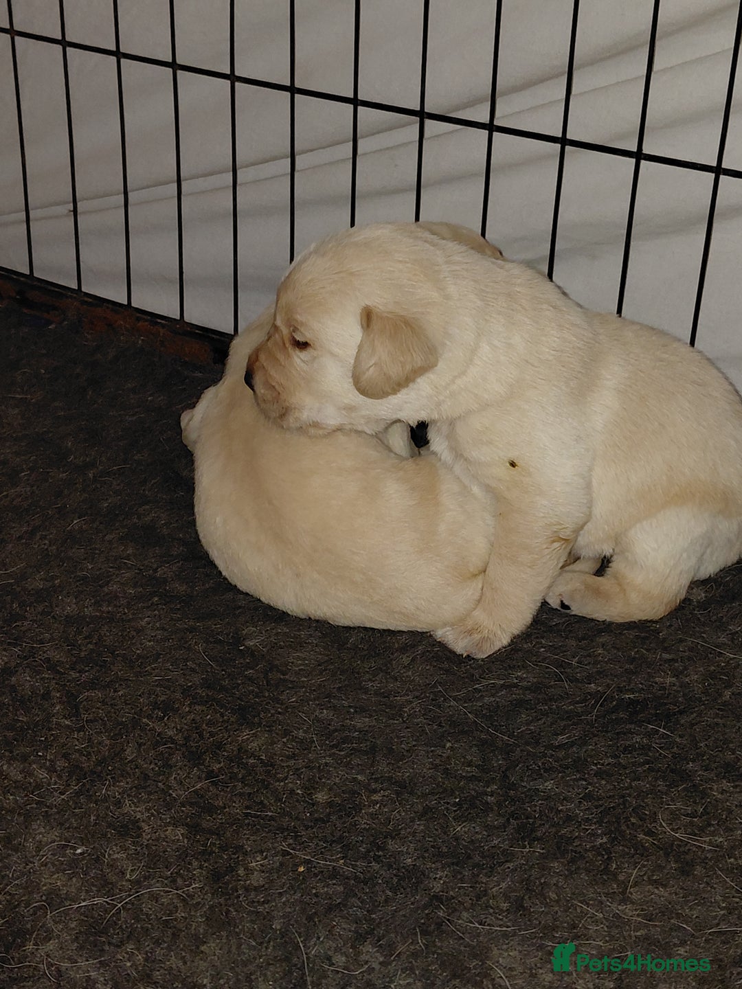 Labrador Retriever dogs for sale: Pure bred labrador puppies - Advert 5