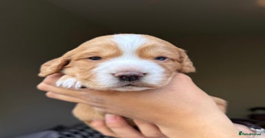 Cocker Spaniel dogs - Advert 2
