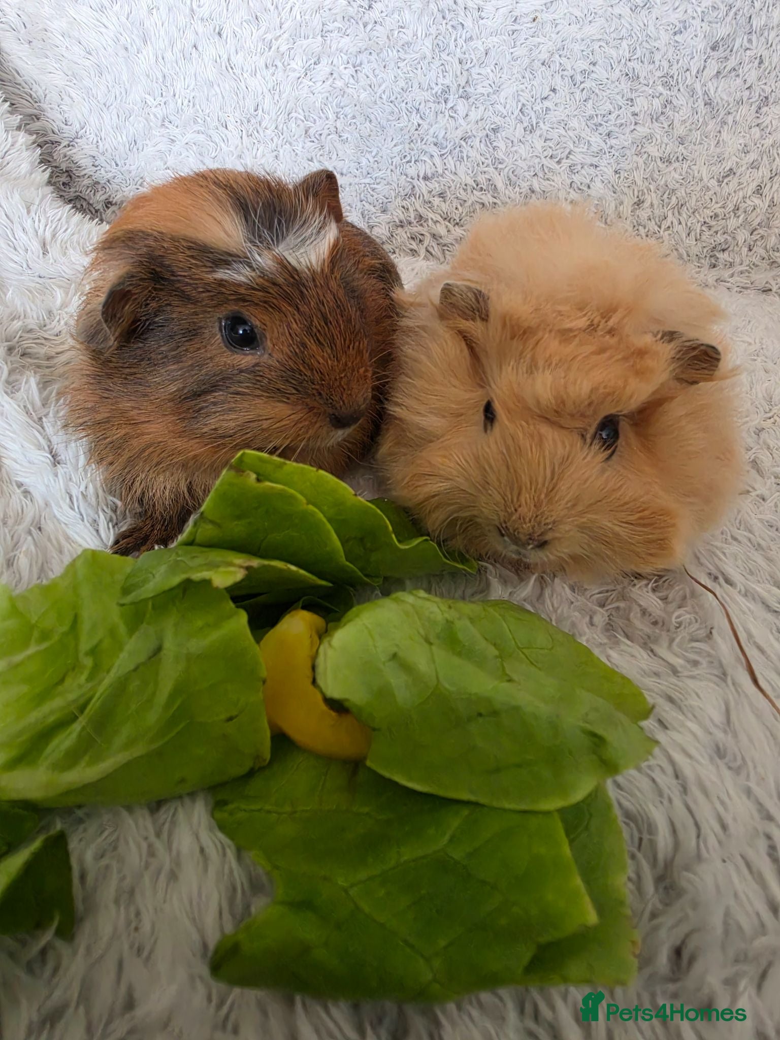 Guinea Pig rodents 2 girls rtl begininging of aug - Advert 3