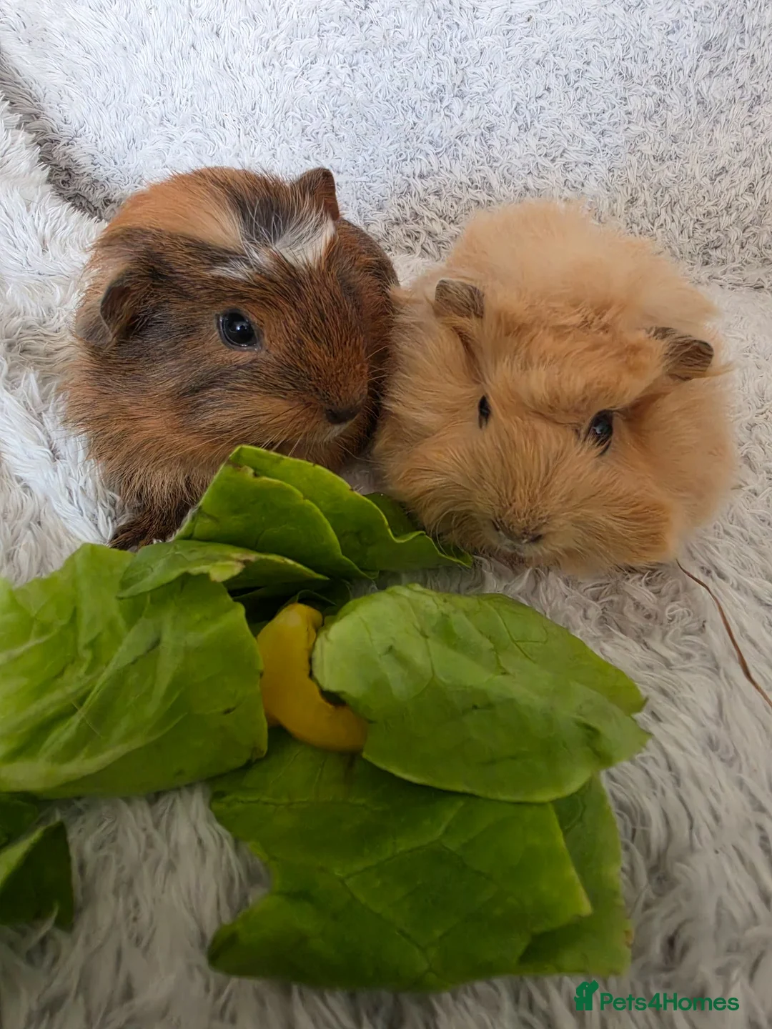 Guinea Pig rodents for sale: 2 girls rtl begininging of aug - Advert 1