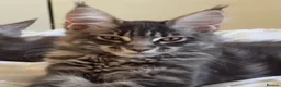 Maine Coon cats for sale: ACTIVE GCCF MAINE COON KITTENS 🐾❤️ - Advert 13