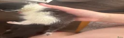 British Longhair cats for sale: 5 adorable kittens seeking forever homes - Advert 5