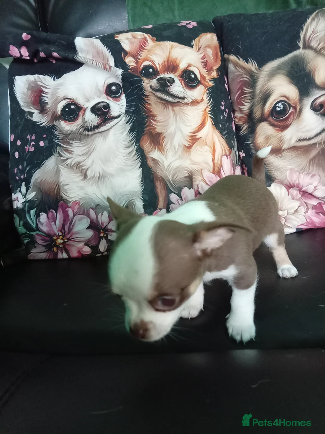 Chihuahua dogs for sale: Chihuahua puppies both reserved now - Advert 5