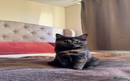 Mixed Breed cats for sale: Mixed, tortoise shell, ragdoll kittens - Advert 9