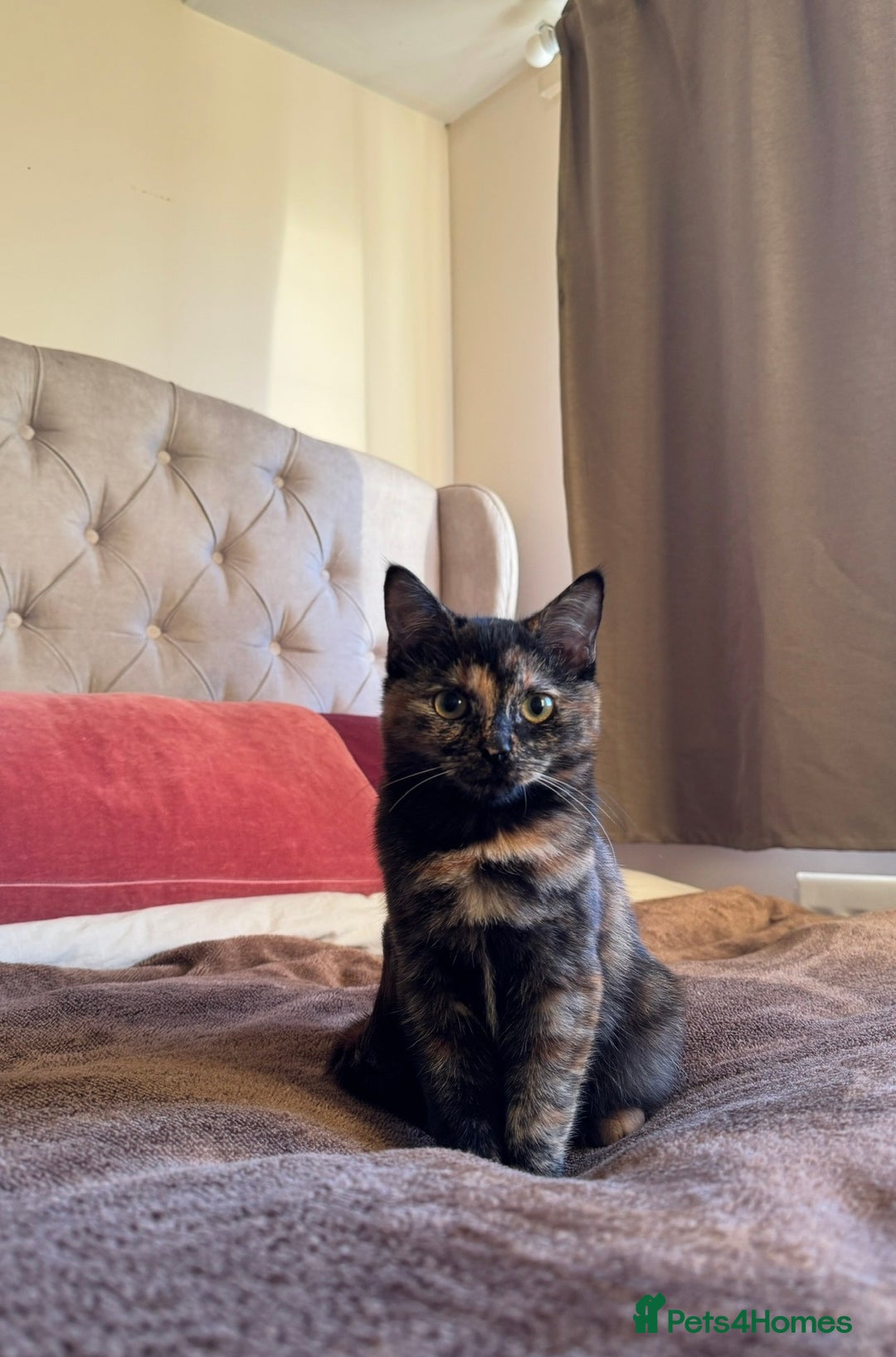 Mixed Breed cats for sale: Mixed, tortoise shell, ragdoll kittens - Advert 9