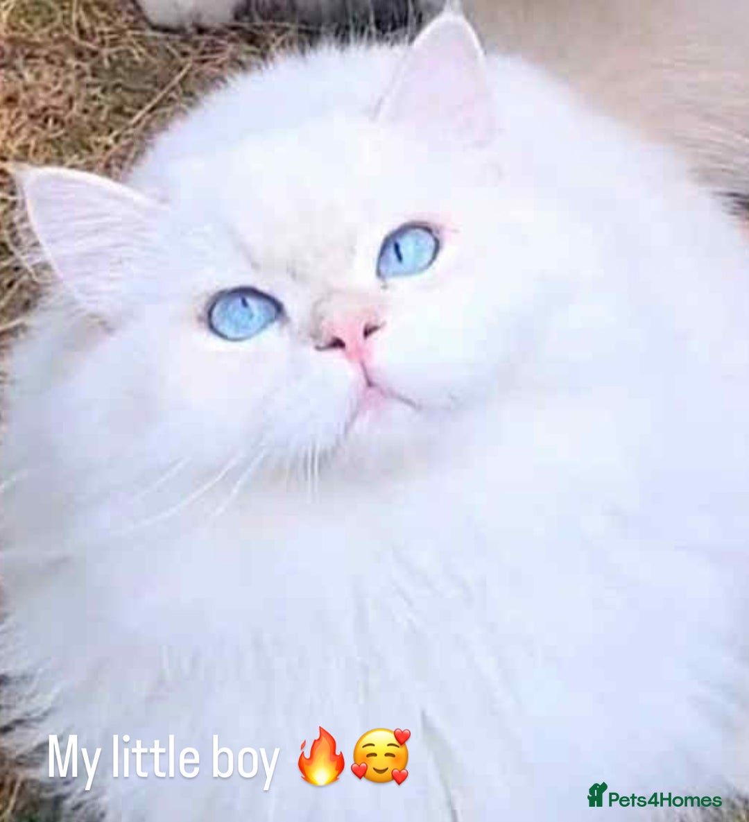 British Longhair cats for sale: British hair long - Advert 1