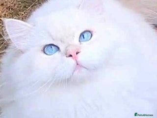 British Longhair cats British hair long - Advert 1