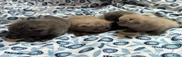 British Shorthair cats for sale: Pedigree British Blue/ Lilac Kittens - Advert 20
