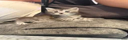 Maine Coon cats for sale: Silver Tabby mainecoon - Advert 2